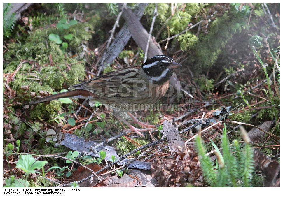 ���������� ����, ��������, ������� ������, ������-�������� ��������������� ���������� ��������� ����������, ������-�������� ����������, ������, ��������, ��������, �����, �����, ��������, �����������, XYZ, ����������, Emberizidae, ����������� �������, ������ �������, ������� �������, Emberiza tristrami, Schoeniclus tristrami, Ocyris tristrami