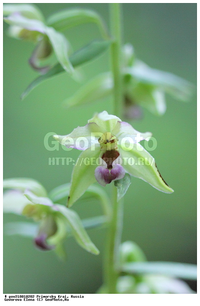 ������-�������� ����������, ������-�������� ��������������� ��������� ���������� ����������, ������-�����, �����������, ���������� ����, ��������, ������� ������, ������, ������ ��������, �����, ��������, ���������� ��������, �����������, ����������� ��������, �����, ����������� ��������, �����������, �����������, ������������ ��������, ������������ ��������, ������������, ������������ �����������, �����������, ������������, ������������ ��������, ������������ ��������, ������, �����, XYZ, ��������, ������������, �������, Orchidaceae, ������� ����������, Epipactis papillosa, Amesia papillosa, Epipactis helleborine var. papillosa, Epipactis helleborine var. sayekiana, Epipactis latifolia var. papillosa, Epipactis papillosa var. imkoeensis, Epipactis papillosa var. sayekiana, Epipactis sayekiana, Helleborine papillosa, Limodorum papillosum, Serapias sayekiana