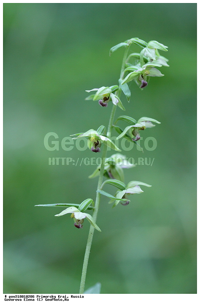 ������-�������� ����������, ������-�������� ��������������� ��������� ���������� ����������, ������-�����, �����������, ���������� ����, ��������, ������� ������, ������, ������ ��������, �����, ��������, ���������� ��������, �����������, ����������� ��������, �����, ����������� ��������, �����������, �����������, ������������ ��������, ������������ ��������, ������������, ������������ �����������, �����������, ������������, ������������ ��������, ������������ ��������, ������, �����, XYZ, ��������, ������������, �������, Orchidaceae, ������� ����������, Epipactis papillosa, Amesia papillosa, Epipactis helleborine var. papillosa, Epipactis helleborine var. sayekiana, Epipactis latifolia var. papillosa, Epipactis papillosa var. imkoeensis, Epipactis papillosa var. sayekiana, Epipactis sayekiana, Helleborine papillosa, Limodorum papillosum, Serapias sayekiana