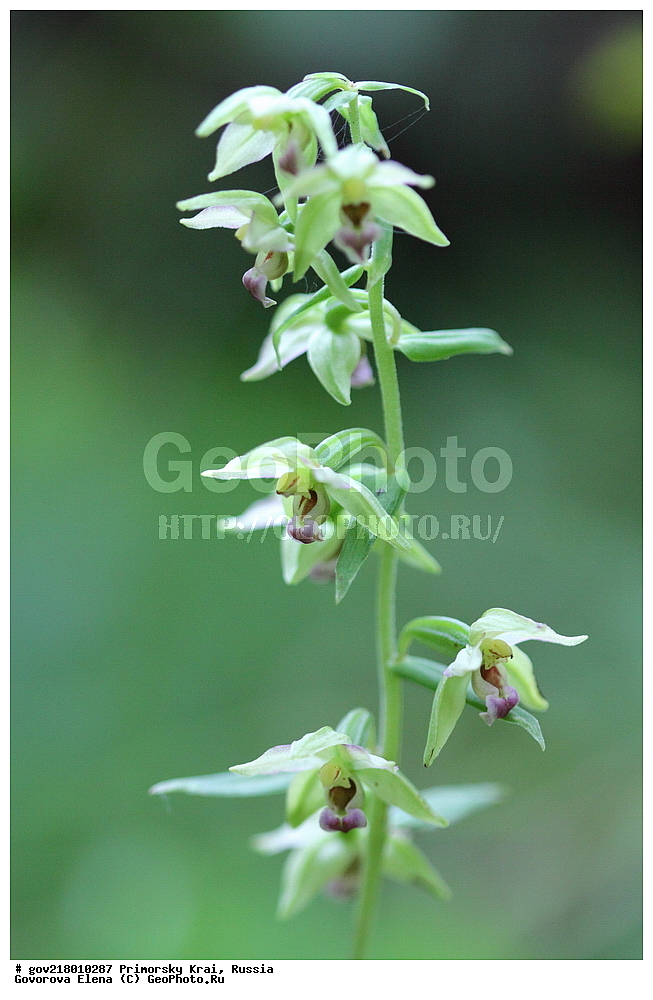 ������-�������� ����������, ������-�������� ��������������� ��������� ���������� ����������, ������-�����, �����������, ���������� ����, ��������, ������� ������, ������, ������ ��������, �����, ��������, ���������� ��������, �����������, ����������� ��������, �����, ����������� ��������, �����������, �����������, ������������ ��������, ������������ ��������, ������������, ������������ �����������, �����������, ������������, ������������ ��������, ������������ ��������, ������, �����, XYZ, ��������, ������������, �������, Orchidaceae, ������� ����������, Epipactis papillosa, Amesia papillosa, Epipactis helleborine var. papillosa, Epipactis helleborine var. sayekiana, Epipactis latifolia var. papillosa, Epipactis papillosa var. imkoeensis, Epipactis papillosa var. sayekiana, Epipactis sayekiana, Helleborine papillosa, Limodorum papillosum, Serapias sayekiana