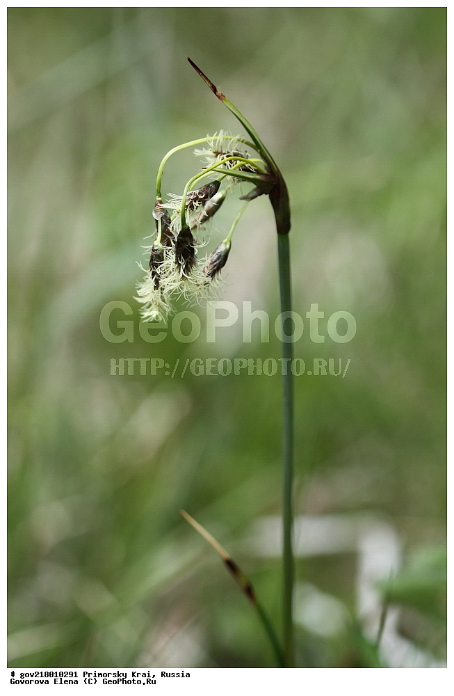 ������-�������� ����������, ������-�������� ��������������� ��������� ���������� ����������, ������-�����, �����������, ���������� ����, ��������, ������� ������, ������, ������ ��������, �����, ��������, ���������� ��������, �����������, ����������� ��������, �����, ����������� ��������, �����������, �����������, ������������ ��������, ������������ ��������, ������, �����, XYZ, ��������, �������, Cyperaceae, ������ �������, Eriophorum komarovii, Eriophorum angustifolium ssp. komarovii