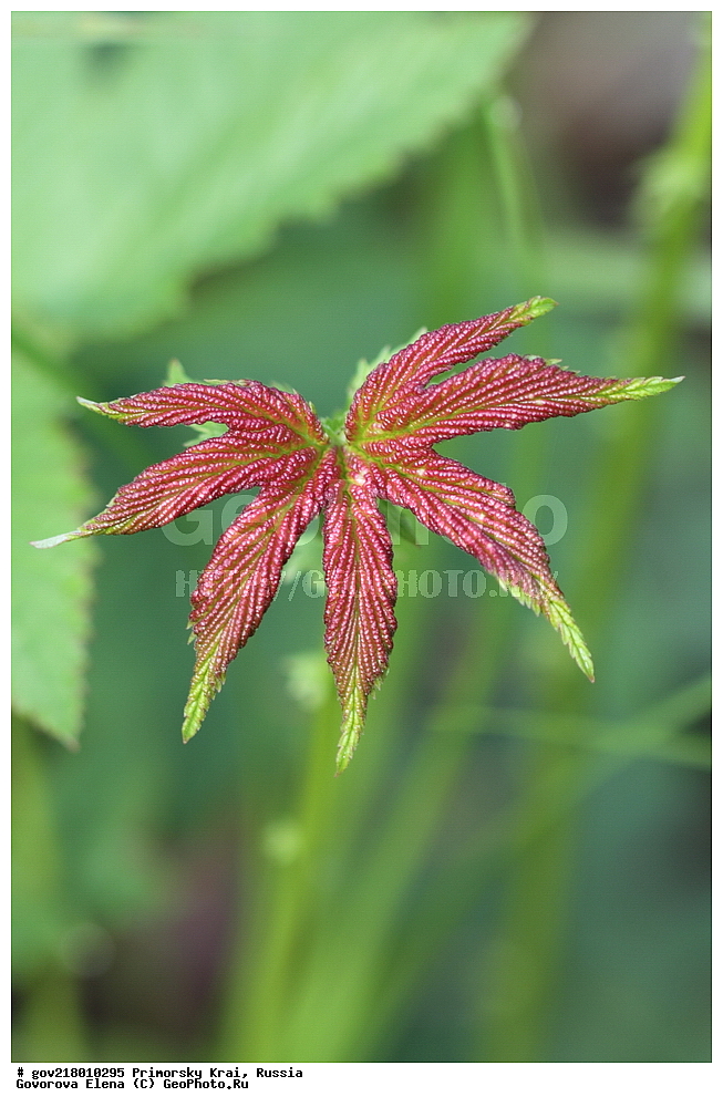 ������-�������� ����������, ������-�������� ��������������� ��������� ���������� ����������, ������-�����, �����������, ���������� ����, ��������, ������� ������, ������, ������ ��������, �����, ��������, ���������� ��������, �����������, ����������� ��������, �����, ����������� ��������, �����������, �����������, ������������ ��������, ������������ ��������, ������������, ������������ �����������, �����������, ������������, ������������ ��������, ������������ ��������, ������, �����, XYZ, ������������, �������, �����������, Rosaceae, �������� �����������, �������� ���������, ������� �����������, Filipendula palmata, Filipendula nuda, Spiraea palmata