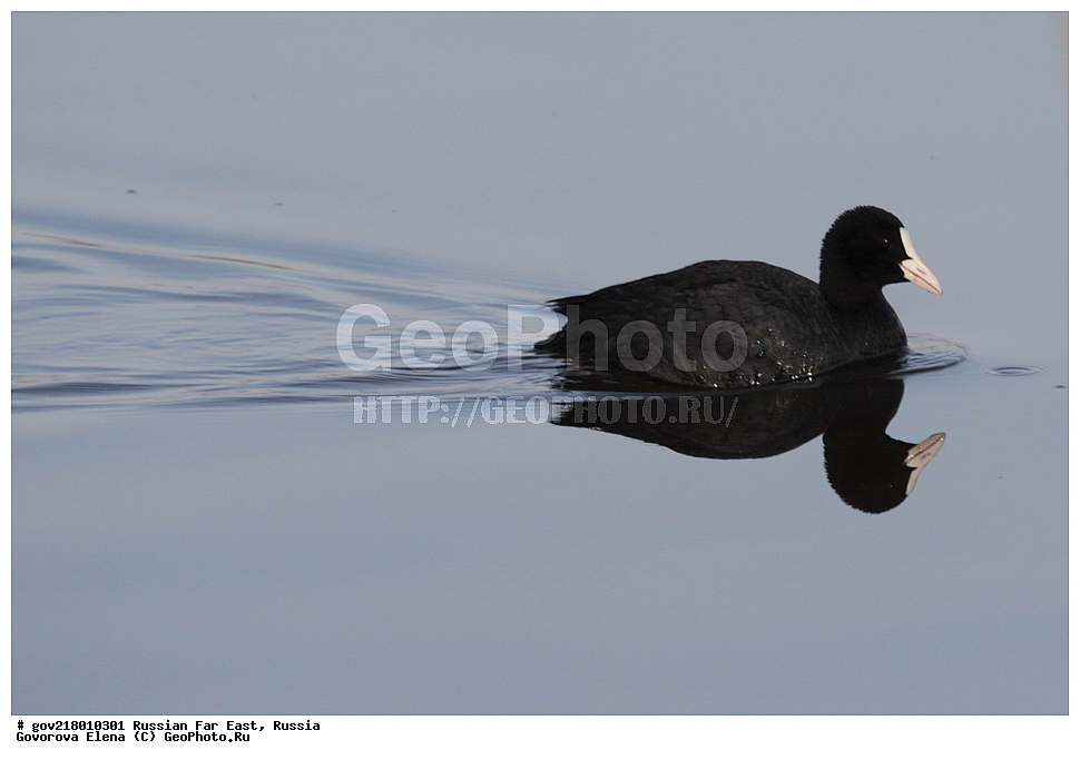 ������-�������� ����������, ������-�������� ��������������� ��������� ���������� ���������� , ������-�����, �����������, ���������� ����, ��������, ������� ������, ������, ��������, ��������, ��������, �����������, �����, �����, XYZ, �����������, Rallidae, ������, �����, Fulica atra