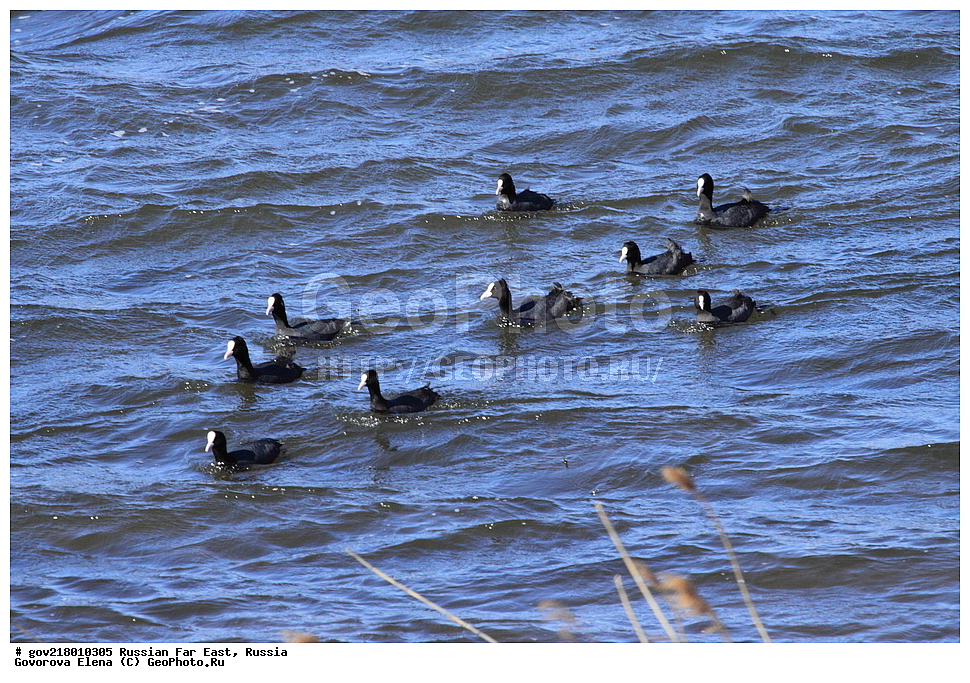 ������-�������� ����������, ������-�������� ��������������� ��������� ���������� ���������� , ������-�����, �����������, ���������� ����, ��������, ������� ������, ������, ��������, ��������, ��������, �����������, �����, �����, XYZ, �����������, Rallidae, ������, �����, Fulica atra