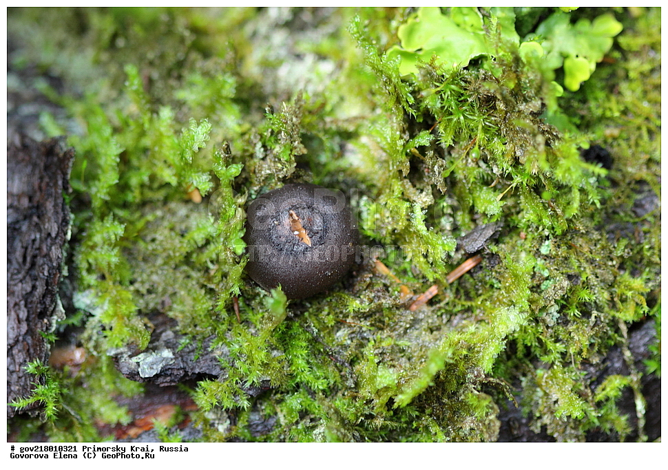 ������-�������� ����������, ������-�������� ��������������� ��������� ���������� ����������, ������-�����, �����������, ���������� ����, ��������, ������� ������, ������, ����������� ��������, �����������, �����������, ������������, ������������ ��������, ������������ ��������, XYZ, ������������, Sarcosomataceae, Galiella amurensis