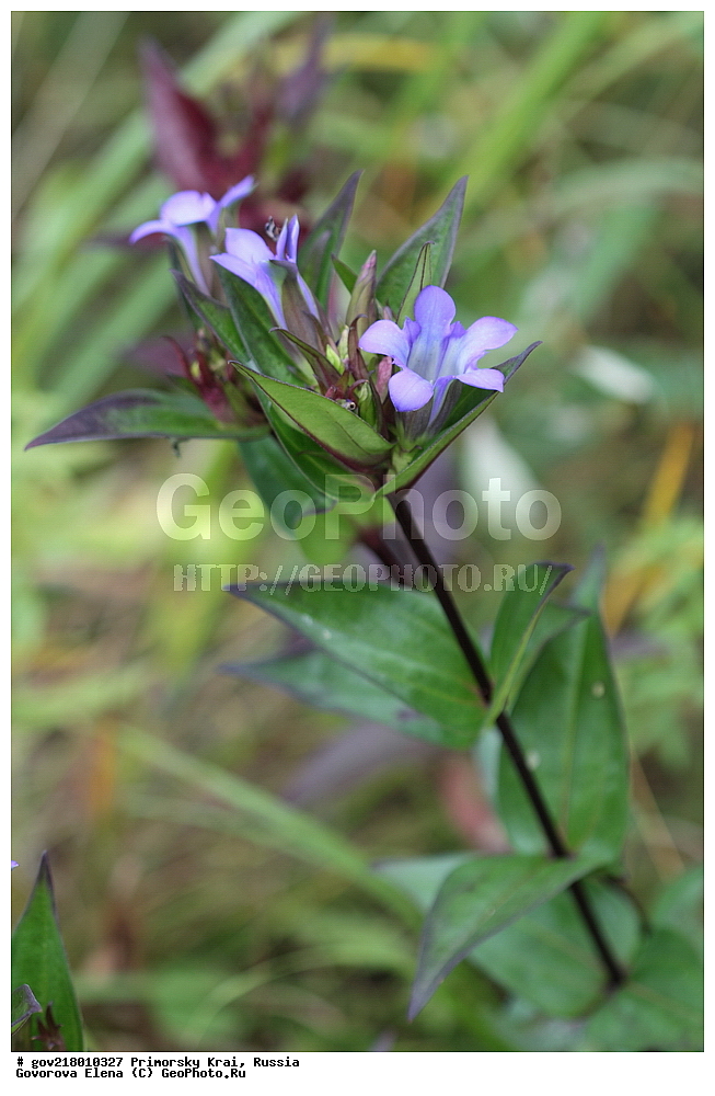 ������-�������� ����������, ������-�������� ��������������� ��������� ���������� ����������, ������-�����, �����������, ���������� ����, ��������, ������� ������, ������, ������ ��������, �����, ��������, ���������� ��������, �����������, ����������� ��������, �����, ����������� ��������, �����������, �����������, ������������ ��������, ������������ ��������, ������������, ������������ �����������, �����������, ������������, ������������ ��������, ������������ ��������, ������, �����, XYZ, ������������, Gentianaceae, ��������� �����������, ���������� �����������, Gentiana scabra, Gentiana fortunei, Gentiana scabra f. alborosea, Gentiana scabra ssp. australis