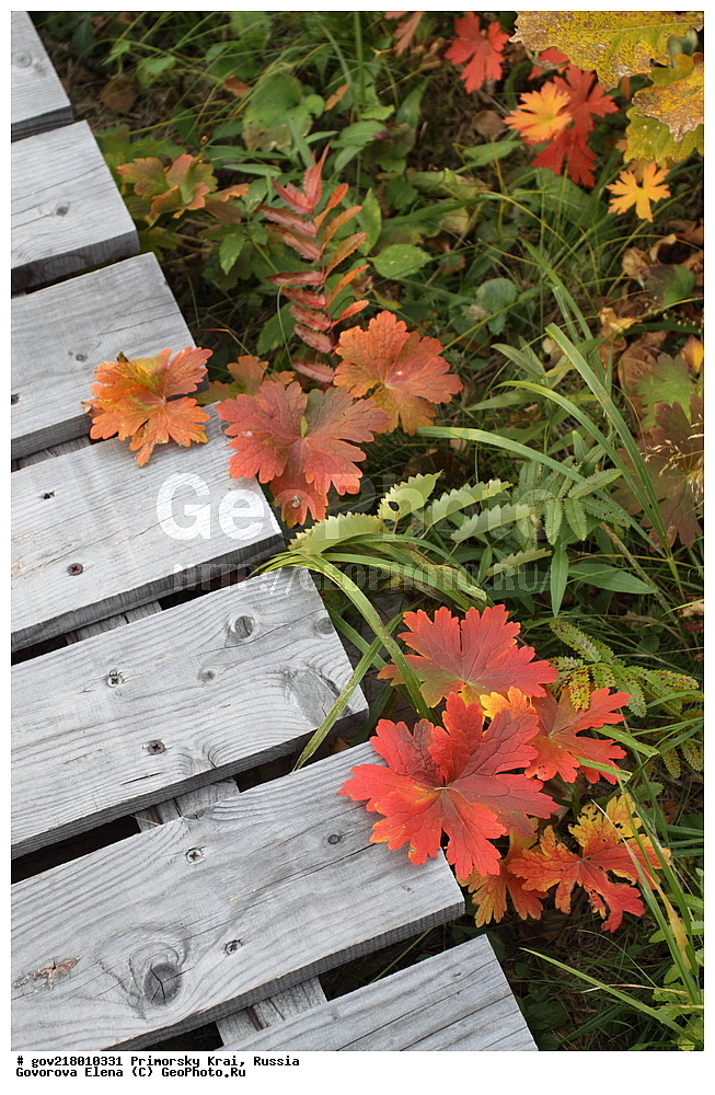 ������-�������� ����������, ������-�������� ��������������� ��������� ���������� ����������, ������-�����, �����������, ���������� ����, ��������, ������� ������, ������, ������ ��������, �����, ��������, ���������� ��������, �����������, ����������� ��������, �����, ����������� ��������, �����������, �����������, ������������ ��������, ������������ ��������, ������������, ������������ �����������, �����������, ������������, ������������ ��������, ������������ ��������, ������, �����, XYZ, ����������, Geraniaceae, ������ �������������������, ������ �����������������, Geranium eriostemon