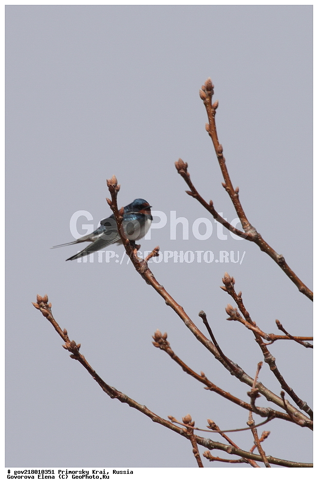 ������-�������� ����������, ������-�������� ��������������� ��������� ���������� ���������� , ������-�����, �����������, ���������� ����, ��������, ������� ������, ������, ��������, ��������, ��������, �����������, �����, �����, XYZ, �����������, Hirundinidae, ����������� ��������, ��������-�������, Hirundo rustica