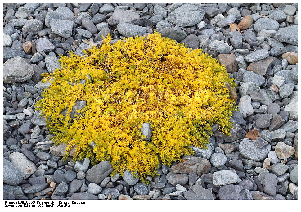 ������-�������� ����������, ������-�������� ��������������� ��������� ���������� ����������, ������-�����, �����������, ���������� ����, ��������, ������� ������, ������, ������ ��������, �����, ��������, ���������� ��������, �����������, ����������� ��������, �����, ����������� ��������, �����������, �����������, ������������ ��������, ������������ ��������, ������������, ������������ �����������, �����������, ������������, ������������ ��������, ������������ ��������, ������, �����, XYZ, �����������, ����������, Caryophyllaceae, �������� �������������������, �������� �����������, �������� ��������������, �������, ��������� ����, Honckenya oblongifolia, Ammodenia major, Arenaria peploides var. diffusa, Arenaria peploides beta major, Honckenya diffusa, Honckenya frigida, Honckenya peploides ssp. diffusa, Honckenya peploides var. major, Honckenya peploides ssp. major, Honckenya peploides var. major