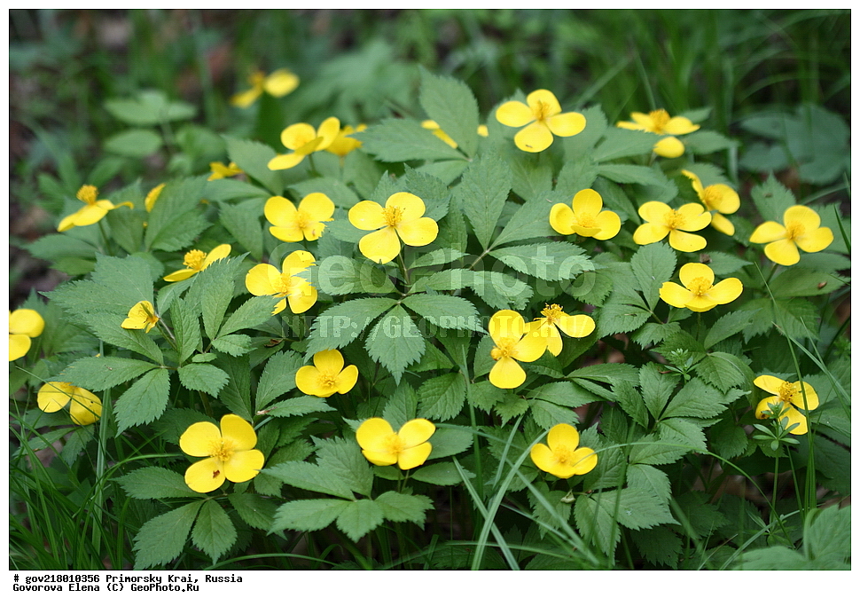 ������-�������� ����������, ������-�������� ��������������� ��������� ���������� ����������, ������-�����, �����������, ���������� ����, ��������, ������� ������, ������, ������ ��������, �����, ��������, ���������� ��������, �����������, ����������� ��������, �����, ����������� ��������, �����������, �����������, ������������ ��������, ������������ ��������, ������������, ������������ �����������, �����������, ������������, ������������ ��������, ������������ ��������, ������, �����, XYZ, �������, Papaveraceae, ������ ��� ��������, ������ ��� ��������, ������ �������� ��������, ������ �������� ��������, �������� ��������, Hylomecon vernalis, Chelidonium vernale, Hylomecon japonica