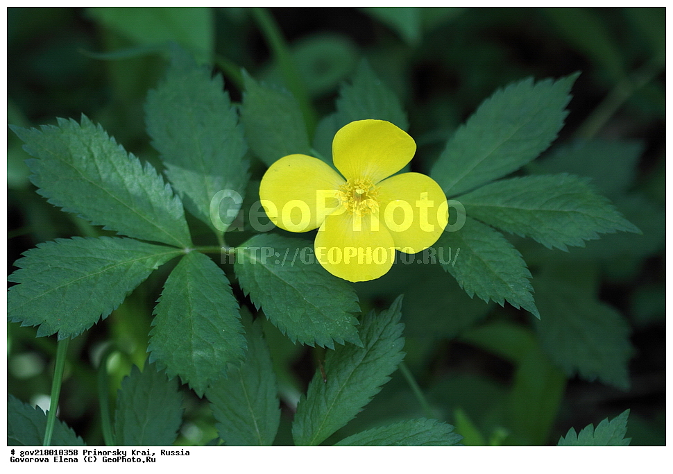 ������-�������� ����������, ������-�������� ��������������� ��������� ���������� ����������, ������-�����, �����������, ���������� ����, ��������, ������� ������, ������, ������ ��������, �����, ��������, ���������� ��������, �����������, ����������� ��������, �����, ����������� ��������, �����������, �����������, ������������ ��������, ������������ ��������, ������������, ������������ �����������, �����������, ������������, ������������ ��������, ������������ ��������, ������, �����, XYZ, �������, Papaveraceae, ������ ��� ��������, ������ ��� ��������, ������ �������� ��������, ������ �������� ��������, �������� ��������, Hylomecon vernalis, Chelidonium vernale, Hylomecon japonica