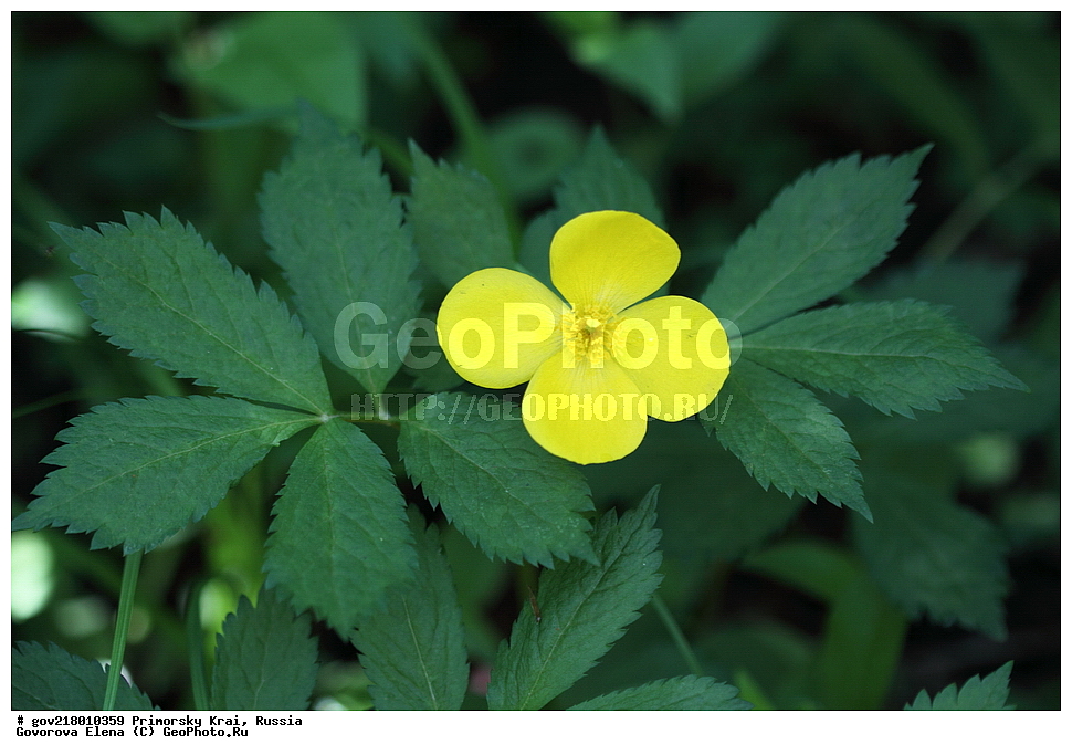 ������-�������� ����������, ������-�������� ��������������� ��������� ���������� ����������, ������-�����, �����������, ���������� ����, ��������, ������� ������, ������, ������ ��������, �����, ��������, ���������� ��������, �����������, ����������� ��������, �����, ����������� ��������, �����������, �����������, ������������ ��������, ������������ ��������, ������������, ������������ �����������, �����������, ������������, ������������ ��������, ������������ ��������, ������, �����, XYZ, �������, Papaveraceae, ������ ��� ��������, ������ ��� ��������, ������ �������� ��������, ������ �������� ��������, �������� ��������, Hylomecon vernalis, Chelidonium vernale, Hylomecon japonica