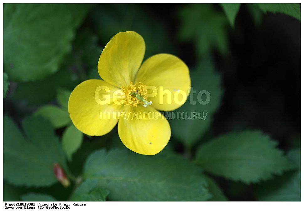 ������-�������� ����������, ������-�������� ��������������� ��������� ���������� ����������, ������-�����, �����������, ���������� ����, ��������, ������� ������, ������, ������ ��������, �����, ��������, ���������� ��������, �����������, ����������� ��������, �����, ����������� ��������, �����������, �����������, ������������ ��������, ������������ ��������, ������������, ������������ �����������, �����������, ������������, ������������ ��������, ������������ ��������, ������, �����, XYZ, �������, Papaveraceae, ������ ��� ��������, ������ ��� ��������, ������ �������� ��������, ������ �������� ��������, �������� ��������, Hylomecon vernalis, Chelidonium vernale, Hylomecon japonica