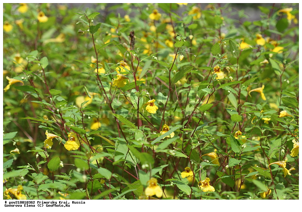 ������-�������� ����������, ������-�������� ��������������� ��������� ���������� ����������, ������-�����, �����������, ���������� ����, ��������, ������� ������, ������, ������ ��������, �����, ��������, ���������� ��������, �����������, ����������� ��������, �����, ����������� ��������, �����������, �����������, ������������ ��������, ������������ ��������, ������������, ������������ �����������, �����������, ������������, ������������ ��������, ������������ ��������, ������, �����, XYZ, �������������, Balsaminaceae, ��������� ������������, ��������� ������, Impatiens noli-tangere, Impatiens komarovii