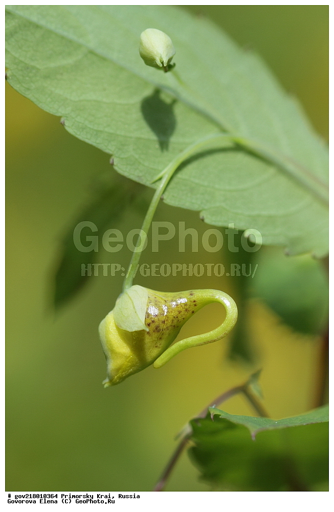 ������-�������� ����������, ������-�������� ��������������� ��������� ���������� ����������, ������-�����, �����������, ���������� ����, ��������, ������� ������, ������, ������ ��������, �����, ��������, ���������� ��������, �����������, ����������� ��������, �����, ����������� ��������, �����������, �����������, ������������ ��������, ������������ ��������, ������������, ������������ �����������, �����������, ������������, ������������ ��������, ������������ ��������, ������, �����, XYZ, �������������, Balsaminaceae, ��������� ������������, ��������� ������, Impatiens noli-tangere, Impatiens komarovii