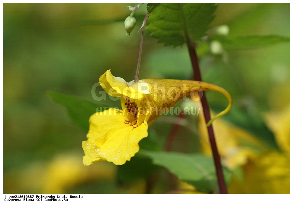 ������-�������� ����������, ������-�������� ��������������� ��������� ���������� ����������, ������-�����, �����������, ���������� ����, ��������, ������� ������, ������, ������ ��������, �����, ��������, ���������� ��������, �����������, ����������� ��������, �����, ����������� ��������, �����������, �����������, ������������ ��������, ������������ ��������, ������������, ������������ �����������, �����������, ������������, ������������ ��������, ������������ ��������, ������, �����, XYZ, �������������, Balsaminaceae, ��������� ������������, ��������� ������, Impatiens noli-tangere, Impatiens komarovii