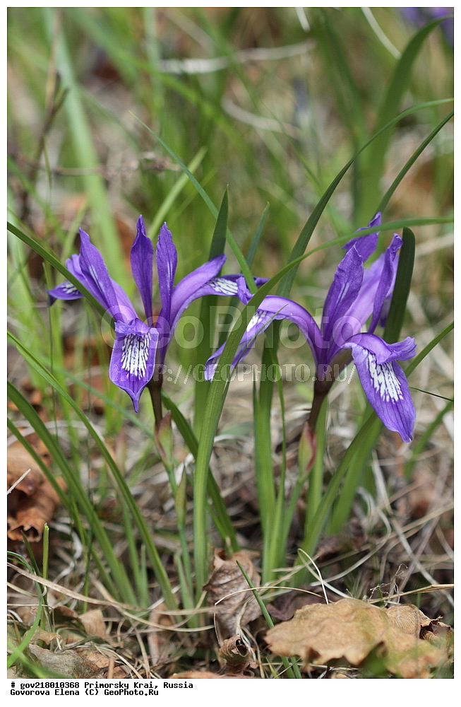 ������-�������� ����������, ������-�������� ��������������� ��������� ���������� ����������, ������-�����, �����������, ���������� ����, ��������, ������� ������, ������, ������ ��������, �����, ��������, ���������� ��������, �����������, ����������� ��������, �����, ����������� ��������, �����������, �����������, ������������ ��������, ������������ ��������, ������������, ������������ �����������, �����������, ������������, ������������ ��������, ������������ ��������, ������, �����, XYZ, ��������, �����������, Iridaceae, ������� �������������, ���� ������������, Iris uniflora