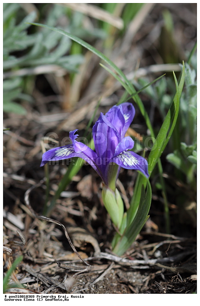 ������-�������� ����������, ������-�������� ��������������� ��������� ���������� ����������, ������-�����, �����������, ���������� ����, ��������, ������� ������, ������, ������ ��������, �����, ��������, ���������� ��������, �����������, ����������� ��������, �����, ����������� ��������, �����������, �����������, ������������ ��������, ������������ ��������, ������������, ������������ �����������, �����������, ������������, ������������ ��������, ������������ ��������, ������, �����, XYZ, ��������, �����������, Iridaceae, ������� �������������, ���� ������������, Iris uniflora