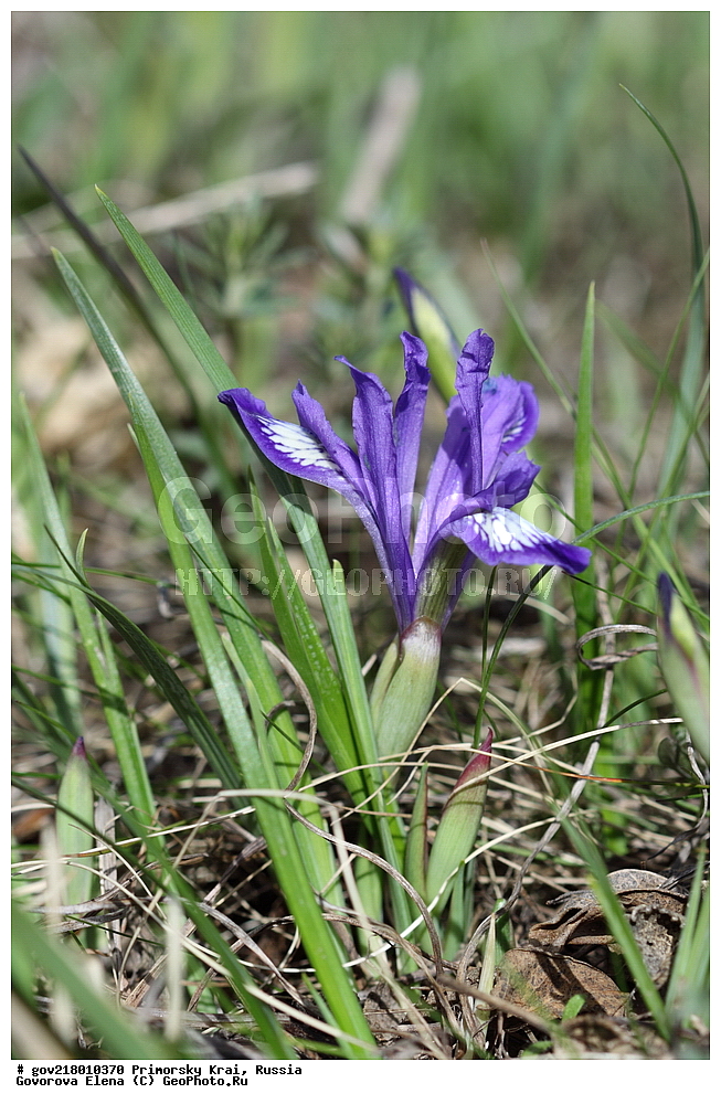 ������-�������� ����������, ������-�������� ��������������� ��������� ���������� ����������, ������-�����, �����������, ���������� ����, ��������, ������� ������, ������, ������ ��������, �����, ��������, ���������� ��������, �����������, ����������� ��������, �����, ����������� ��������, �����������, �����������, ������������ ��������, ������������ ��������, ������������, ������������ �����������, �����������, ������������, ������������ ��������, ������������ ��������, ������, �����, XYZ, ��������, �����������, Iridaceae, ������� �������������, ���� ������������, Iris uniflora