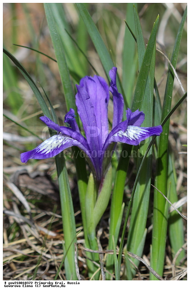 ������-�������� ����������, ������-�������� ��������������� ��������� ���������� ����������, ������-�����, �����������, ���������� ����, ��������, ������� ������, ������, ������ ��������, �����, ��������, ���������� ��������, �����������, ����������� ��������, �����, ����������� ��������, �����������, �����������, ������������ ��������, ������������ ��������, ������������, ������������ �����������, �����������, ������������, ������������ ��������, ������������ ��������, ������, �����, XYZ, ��������, �����������, Iridaceae, ������� �������������, ���� ������������, Iris uniflora