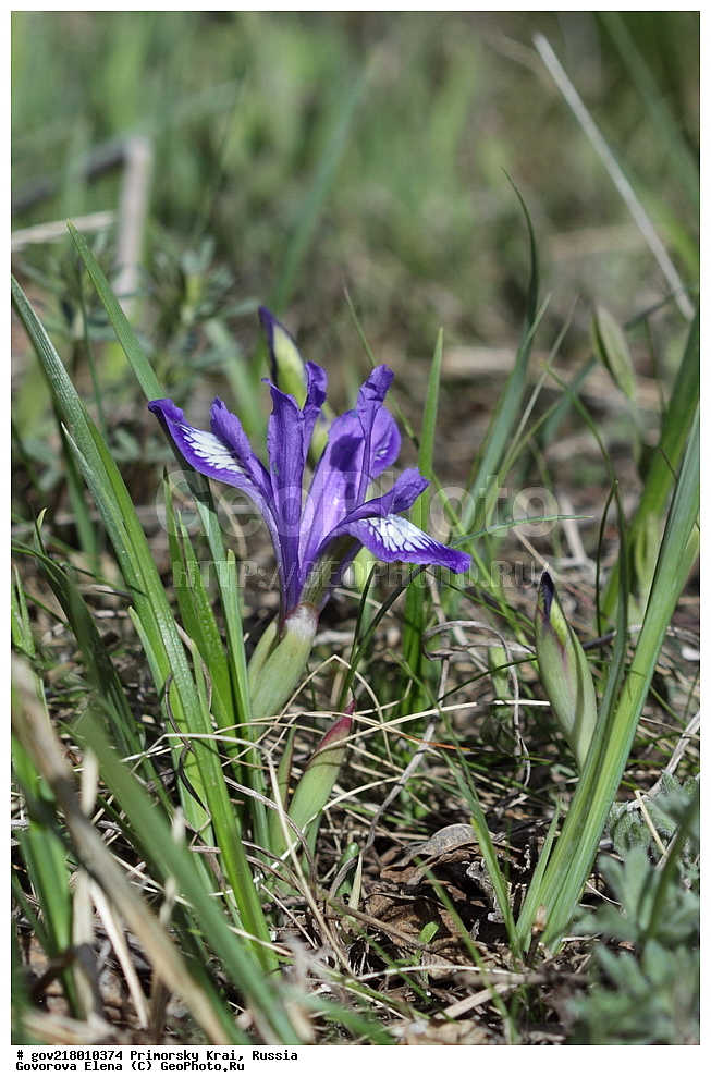 ������-�������� ����������, ������-�������� ��������������� ��������� ���������� ����������, ������-�����, �����������, ���������� ����, ��������, ������� ������, ������, ������ ��������, �����, ��������, ���������� ��������, �����������, ����������� ��������, �����, ����������� ��������, �����������, �����������, ������������ ��������, ������������ ��������, ������������, ������������ �����������, �����������, ������������, ������������ ��������, ������������ ��������, ������, �����, XYZ, ��������, �����������, Iridaceae, ������� �������������, ���� ������������, Iris uniflora