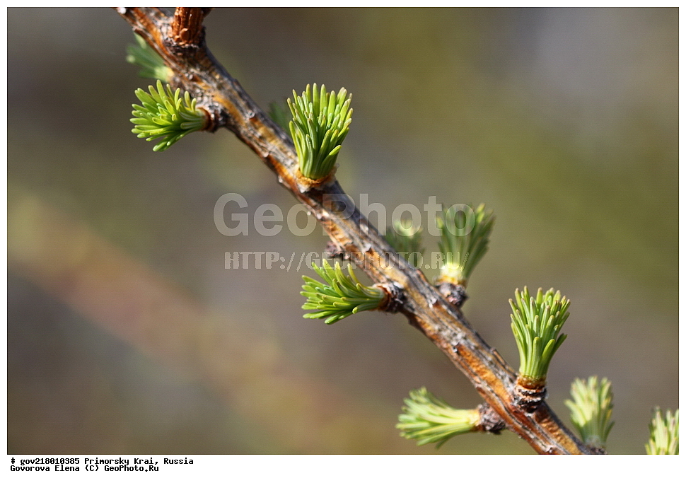 ������-�������� ����������, ������-�������� ��������������� ��������� ���������� ����������, ������-�����, �����������, ���������� ����, ��������, ������� ������, ������, ������ ��������, �����, ��������, ���������� ��������, ������, ����������� ��������, �����������, �����������, ������������ ��������, ������������ ��������, XYZ, ��������, Pinaceae, ���������� ��������, ����������� ��������, �������� �����������, ����������� ��������, Larix cajanderi, Larix gmelinii ssp. cajanderi