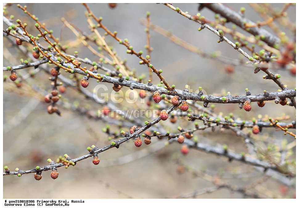 ������-�������� ����������, ������-�������� ��������������� ��������� ���������� ����������, ������-�����, �����������, ���������� ����, ��������, ������� ������, ������, ������ ��������, �����, ��������, ���������� ��������, ������, ����������� ��������, �����������, �����������, ������������ ��������, ������������ ��������, XYZ, ��������, Pinaceae, ���������� ��������, ����������� ��������, �������� �����������, ����������� ��������, Larix cajanderi, Larix gmelinii ssp. cajanderi