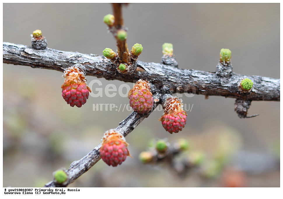 ������-�������� ����������, ������-�������� ��������������� ��������� ���������� ����������, ������-�����, �����������, ���������� ����, ��������, ������� ������, ������, ������ ��������, �����, ��������, ���������� ��������, ������, ����������� ��������, �����������, �����������, ������������ ��������, ������������ ��������, XYZ, ��������, Pinaceae, ���������� ��������, ����������� ��������, �������� �����������, ����������� ��������, Larix cajanderi, Larix gmelinii ssp. cajanderi