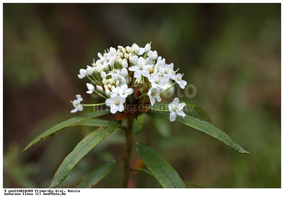 ������-�������� ����������, ������-�������� ��������������� ��������� ���������� ����������, ������-�����, �����������, ���������� ����, ��������, ������� ������, ������, ������ ��������, �����, ��������, ���������� ��������, �����������, ����������� ��������, �����, ����������� ��������, �����������, �����������, ������������ ��������, ������������ ��������, ������������, ������������ �����������, �����������, ������������, ������������ ��������, ������������ ��������, ������, �����, XYZ, ����������, Ericaceae, ��������� ������, ��������� �������������, ����������� ���������, ����������� ���������, Ledum hypoleucum, Ledum macrophyllum, Ledum palustre ssp. diversipilosum, Ledum palustre var. diversipilosum, Ledum palustre var. macrophyllum, Rhododendron hypoleucum, Rhododendron tolmachevii, ����, �����, ���������, ����������