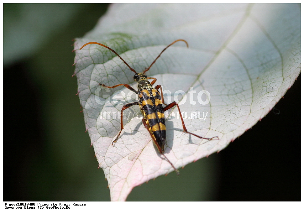 ������-�������� ����������, ������-�������� ��������������� ��������� ���������� ���������� , ������-�����, �����������, ���������� ����, ��������, ������� ������, ������, ��������, ��������, �����, ��������������, �������������, ���������, ���������, ���, ����, XYZ, �����, ���������, Cerambycidae, ���������� �������, Leptura annularis