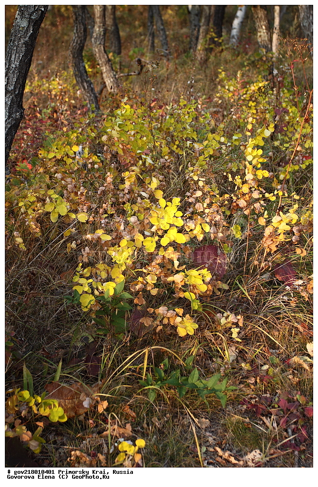 ������-�������� ����������, ������-�������� ��������������� ��������� ���������� ����������, ������-�����, �����������, ���������� ����, ��������, ������� ������, ������, ������ ��������, �����, ��������, ���������� ��������, ����, �����, ���������, ����������, ����������� ��������, �����������, �����������, ������������ ��������, ������������ ��������, ������������, ������������ �����������, �����������, ������������, ������������ ��������, ������������ ��������, ������, �����, XYZ, �������, �����������, Fabaceae, Fabaceae, Leguminosae, Papilionaceae, ��������� ����������, Lespedeza bicolor