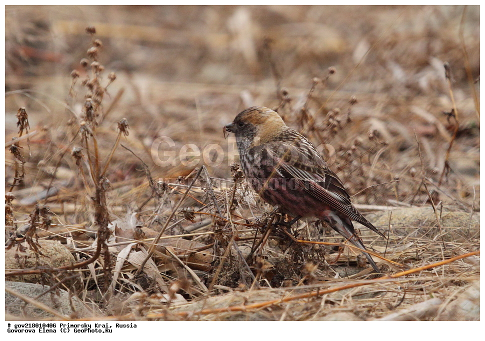 ������-�������� ����������, ������-�������� ��������������� ��������� ���������� ���������� , ������-�����, �����������, ���������� ����, ��������, ������� ������, ������, ��������, ��������, ��������, �����������, �����, �����, XYZ, ���������, Fringillidae, ��������� ������, ��������� ������ ������, ������ ������, Leucosticte arctoa