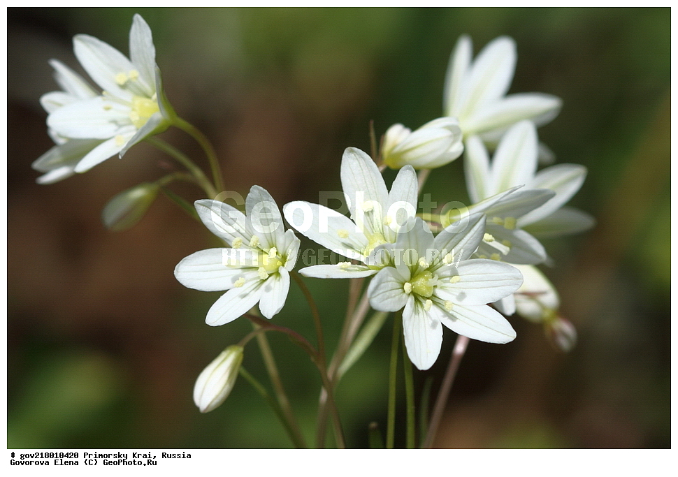 ������-�������� ����������, ������-�������� ��������������� ��������� ���������� ����������, ������-�����, �����������, ���������� ����, ��������, ������� ������, ������, ������ ��������, �����, ��������, ���������� ��������, �����������, ����������� ��������, �����, ����������� ��������, �����������, �����������, ������������ ��������, ������������ ��������, ������������, ������������ �����������, �����������, ������������, ������������ ��������, ������������ ��������, ������, �����, XYZ, ��������, Liliaceae, ������� ������������, ������������ ������������, ������� �������������, ������������ �������������, Lloydia triflora, Ornithogalum triflorum, Gagea triflora, Kharkevichia triflora, Stellaster triflorus