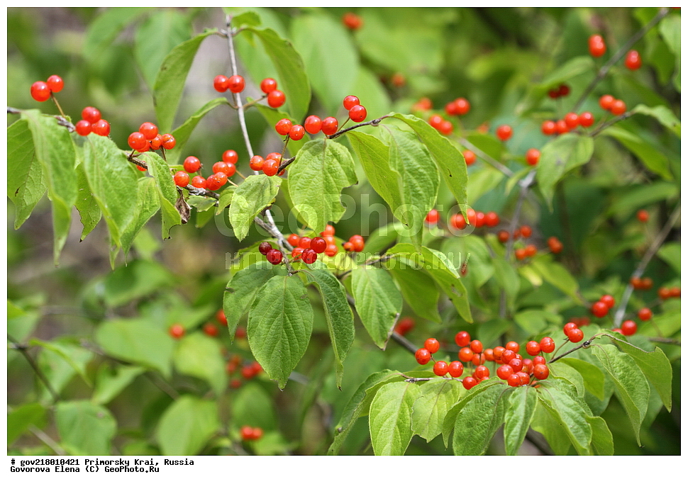 ������-�������� ����������, ������-�������� ��������������� ��������� ���������� ����������, ������-�����, �����������, ���������� ����, ��������, ������� ������, ������, ������ ��������, �����, ��������, ���������� ��������, ����, �����, ���������, ����������, ����������� ��������, �����������, �����������, ������������ ��������, ������������ ��������, ������������, ������������ �����������, �����������, ������������, ������������ ��������, ������������ ��������, �����, �����, �����, ������, ����, �����, XYZ, �����������, ������������, Caprifoliaceae, ��������� ����������, ��������� ����������������, ��������� ������������������, Lonicera chrysantha, Lonicera chrysantha ssp. gibbiflora, Lonicera gibbiflora, Lonicera regeliana