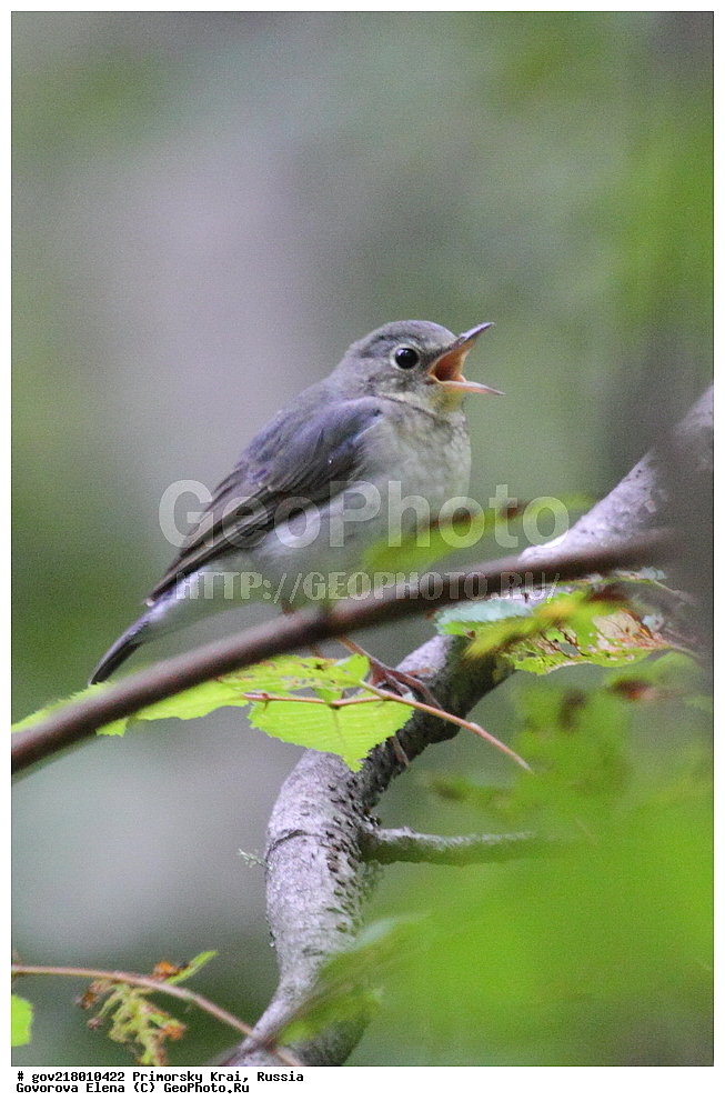 ������-�������� ����������, ������-�������� ��������������� ��������� ���������� ���������� , ������-�����, �����������, ���������� ����, ��������, ������� ������, ������, ��������, ��������, ��������, �����������, �����, �����, XYZ, ������������, Muscicapidae, ����� �������, Luscinia cyane