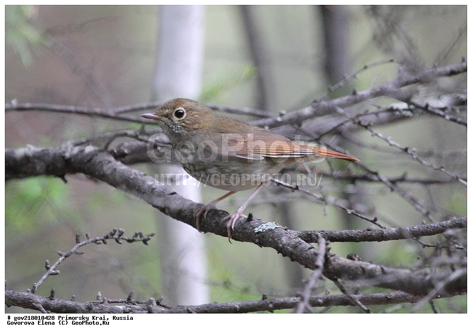 ������-�������� ����������, ������-�������� ��������������� ��������� ���������� ���������� , ������-�����, �����������, ���������� ����, ��������, ������� ������, ������, ��������, ��������, ��������, �����������, �����, �����, XYZ, ������������, Muscicapidae, �������-�������, Luscinia sibilans