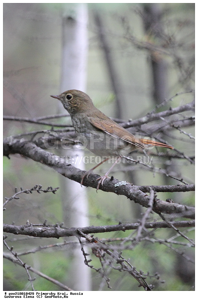 ������-�������� ����������, ������-�������� ��������������� ��������� ���������� ���������� , ������-�����, �����������, ���������� ����, ��������, ������� ������, ������, ��������, ��������, ��������, �����������, �����, �����, XYZ, ������������, Muscicapidae, �������-�������, Luscinia sibilans