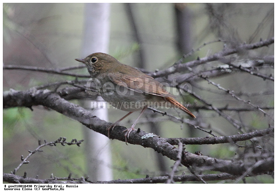 ������-�������� ����������, ������-�������� ��������������� ��������� ���������� ���������� , ������-�����, �����������, ���������� ����, ��������, ������� ������, ������, ��������, ��������, ��������, �����������, �����, �����, XYZ, ������������, Muscicapidae, �������-�������, Luscinia sibilans