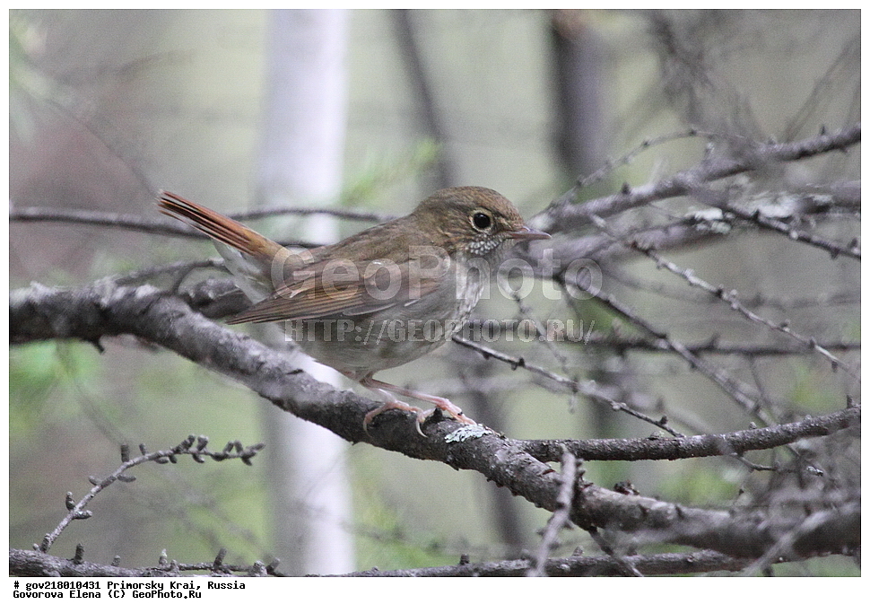 ������-�������� ����������, ������-�������� ��������������� ��������� ���������� ���������� , ������-�����, �����������, ���������� ����, ��������, ������� ������, ������, ��������, ��������, ��������, �����������, �����, �����, XYZ, ������������, Muscicapidae, �������-�������, Luscinia sibilans