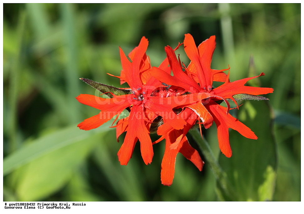 ������-�������� ����������, ������-�������� ��������������� ��������� ���������� ����������, ������-�����, �����������, ���������� ����, ��������, ������� ������, ������, ������ ��������, �����, ��������, ���������� ��������, �����������, ����������� ��������, �����, ����������� ��������, �����������, �����������, ������������ ��������, ������������ ��������, ������������, ������������ �����������, �����������, ������������, ������������ ��������, ������������ ��������, ������, �����, XYZ, �����������, ����������, Caryophyllaceae, ������ ����������, ������ ����������, Lychnis fulgens, Lychnis cognata