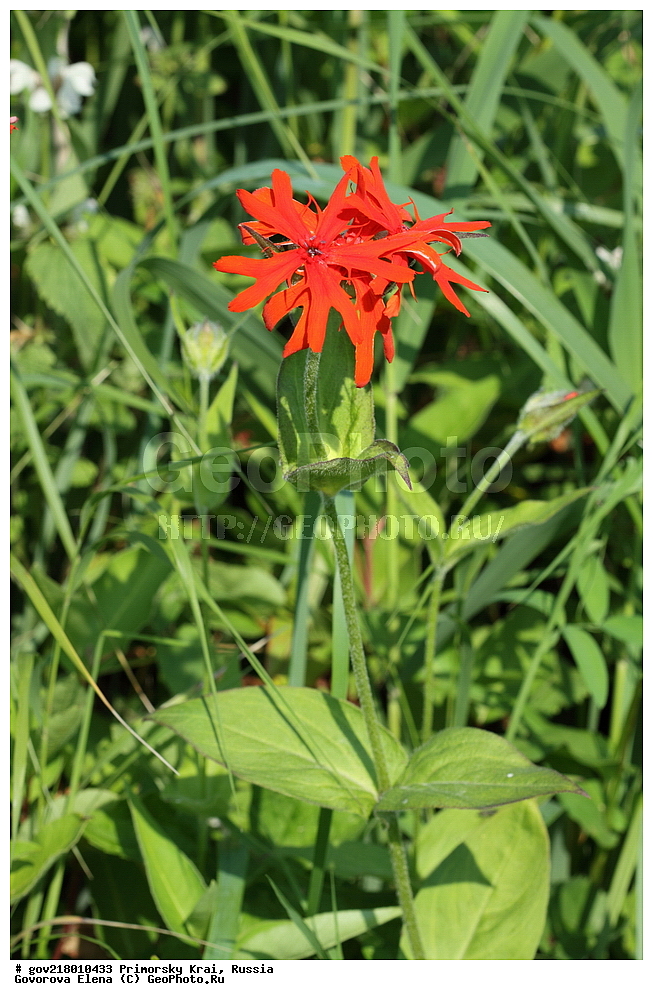 ������-�������� ����������, ������-�������� ��������������� ��������� ���������� ����������, ������-�����, �����������, ���������� ����, ��������, ������� ������, ������, ������ ��������, �����, ��������, ���������� ��������, �����������, ����������� ��������, �����, ����������� ��������, �����������, �����������, ������������ ��������, ������������ ��������, ������������, ������������ �����������, �����������, ������������, ������������ ��������, ������������ ��������, ������, �����, XYZ, �����������, ����������, Caryophyllaceae, ������ ����������, ������ ����������, Lychnis fulgens, Lychnis cognata