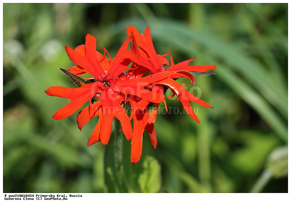 ������-�������� ����������, ������-�������� ��������������� ��������� ���������� ����������, ������-�����, �����������, ���������� ����, ��������, ������� ������, ������, ������ ��������, �����, ��������, ���������� ��������, �����������, ����������� ��������, �����, ����������� ��������, �����������, �����������, ������������ ��������, ������������ ��������, ������������, ������������ �����������, �����������, ������������, ������������ ��������, ������������ ��������, ������, �����, XYZ, �����������, ����������, Caryophyllaceae, ������ ����������, ������ ����������, Lychnis fulgens, Lychnis cognata