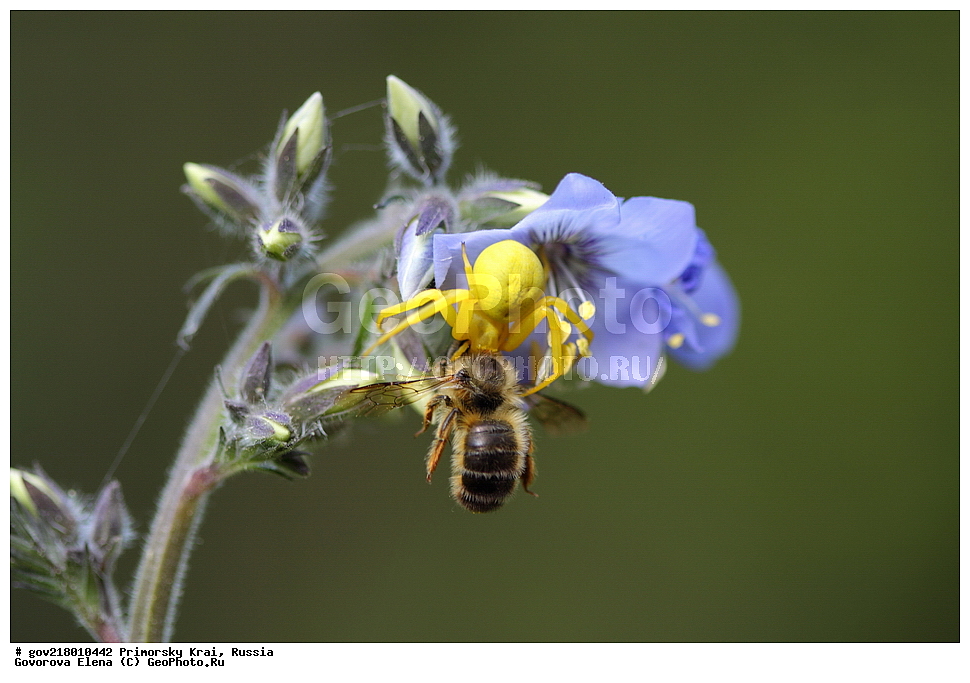 ������-�������� ����������, ������-�������� ��������������� ��������� ���������� ���������� , ������-�����, �����������, ���������� ����, ��������, ������� ������, ������, ��������, ��������, �����, ��������������, �������������, �����, XYZ, �����-��������, �����-�����, Thomisidae, �������� ���������, ��������� ����, Misumena vatia