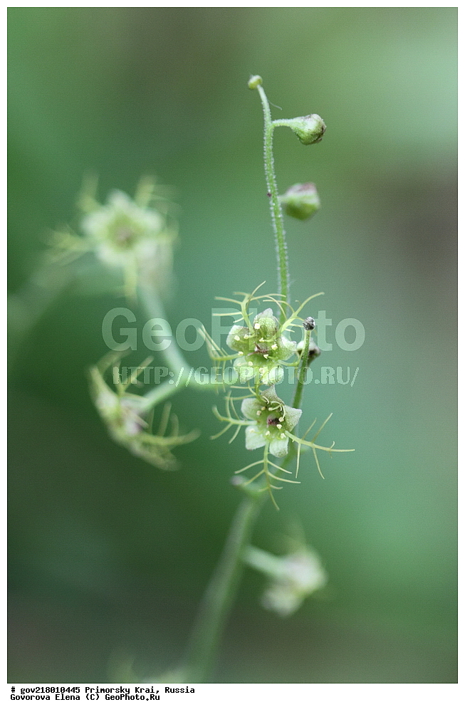 ������-�������� ����������, ������-�������� ��������������� ��������� ���������� ����������, ������-�����, �����������, ���������� ����, ��������, ������� ������, ������, ������ ��������, �����, ��������, ���������� ��������, �����������, ����������� ��������, �����, ����������� ��������, �����������, �����������, ������������ ��������, ������������ ��������, ������������, ������������ �����������, �����������, ������������, ������������ ��������, ������������ ��������, ������, �����, XYZ, �������������, Saxifragaceae, ������� �����, Mitella nuda