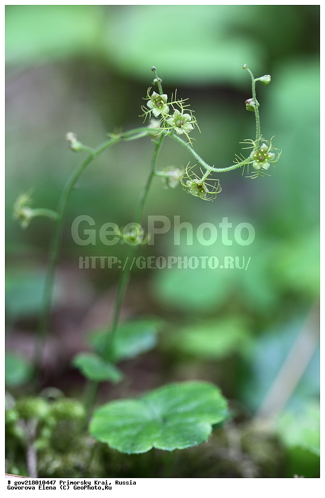 ������-�������� ����������, ������-�������� ��������������� ��������� ���������� ����������, ������-�����, �����������, ���������� ����, ��������, ������� ������, ������, ������ ��������, �����, ��������, ���������� ��������, �����������, ����������� ��������, �����, ����������� ��������, �����������, �����������, ������������ ��������, ������������ ��������, ������������, ������������ �����������, �����������, ������������, ������������ ��������, ������������ ��������, ������, �����, XYZ, �������������, Saxifragaceae, ������� �����, Mitella nuda