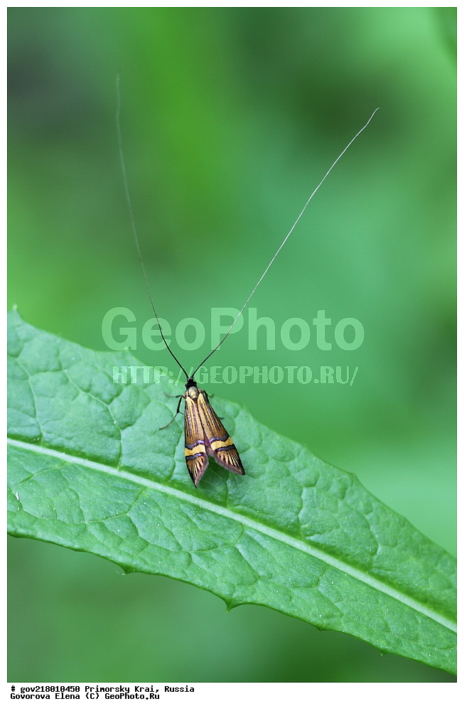 ������-�������� ����������, ������-�������� ��������������� ��������� ���������� ���������� , ������-�����, �����������, ���������� ����, ��������, ������� ������, ������, ��������, ��������, �����, ��������������, �������������, ���������, ���������, �������, �������, XYZ, ���������� ����, ����������, Adelidae, ���������� ���� ��������, Nemophora amatella