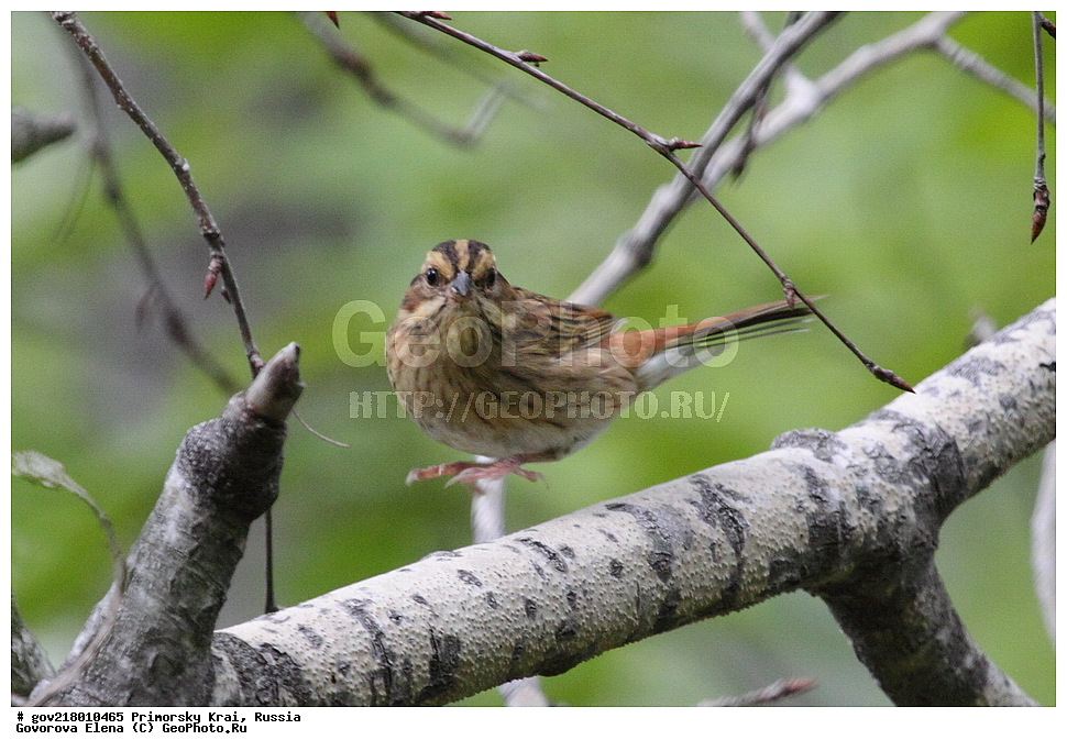 ���������� ����, ��������, ������� ������, ������-�������� ��������������� ���������� ��������� ����������, ������-�������� ����������, ������, ��������, ��������, �����, �����, ��������, �����������, XYZ, ����������, Emberizidae, ����������� �������, ������ �������, ������� �������, Emberiza tristrami, Schoeniclus tristrami, Ocyris tristrami