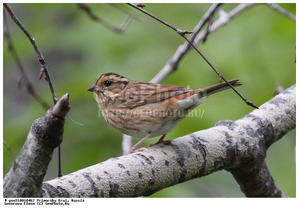 ���������� ����, ��������, ������� ������, ������-�������� ��������������� ���������� ��������� ����������, ������-�������� ����������, ������, ��������, ��������, �����, �����, ��������, �����������, XYZ, ����������, Emberizidae, ����������� �������, ������ �������, ������� �������, Emberiza tristrami, Schoeniclus tristrami, Ocyris tristrami