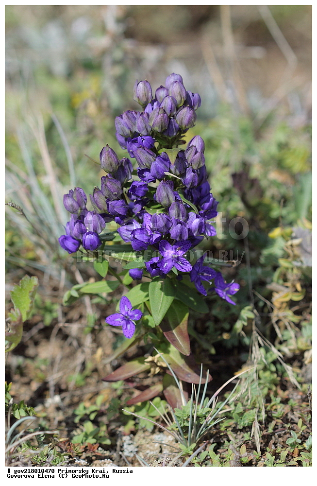 ������-�������� ����������, ������-�������� ��������������� ��������� ���������� ����������, ������-�����, �����������, ���������� ����, ��������, ������� ������, ������, ������ ��������, �����, ��������, ���������� ��������, �����������, ����������� ��������, �����, ����������� ��������, �����������, �����������, ������������ ��������, ������������ ��������, ������������, ������������ �����������, �����������, ������������, ������������ ��������, ������������ ��������, ������, �����, XYZ, ������������, Gentianaceae, ������ ���������������, ������ �����������������, ������� �����������������, ������� �����������������, ������ ����������������, ������ ������������������, ������� ������������������, ������� ������������������, Ophelia tetrapetala, Frasera tetrapetala, Swertia tetrapetala