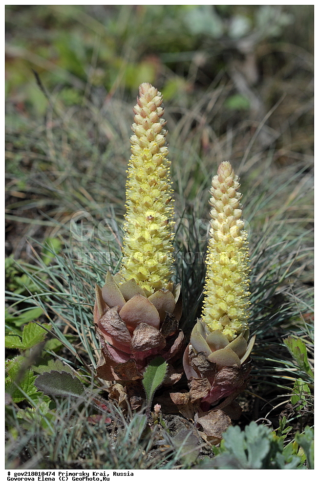 ������-�������� ����������, ������-�������� ��������������� ��������� ���������� ����������, ������-�����, �����������, ���������� ����, ��������, ������� ������, ������, ������ ��������, �����, ��������, ���������� ��������, �����������, ����������� ��������, �����, ����������� ��������, �����������, �����������, ������������ ��������, ������������ ��������, ������������, ������������ �����������, �����������, ������������, ������������ ��������, ������������ ��������, ������, �����, XYZ, ������������, Crassulaceae, ������������� ������������, ������������� ��������, Orostachys malacophylla, Orostachys iwarenge